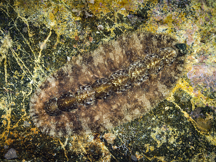 Schizochiton incisus
